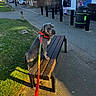 Milo joined the competition — help win amazing prizes! atm, bench, building, car, collar, daylight, dog, grass, leash, outdoor, person, red, shadow, sidewalk, street, sunlight, trash_can, tree, urban, walking