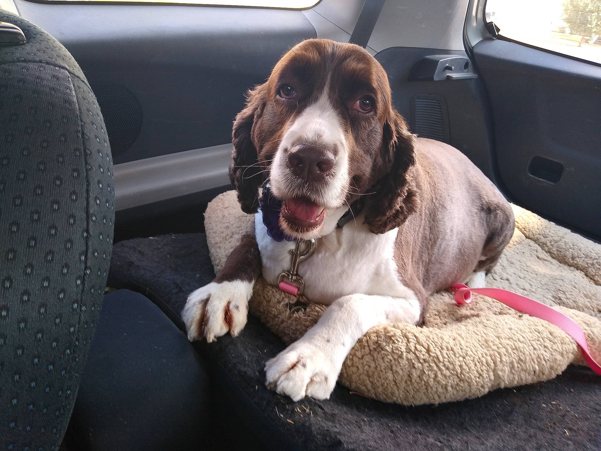 Roweena Mcghee Boucher is registered to the contest to win money with this photo: auto_part, automotive_exterior, automotive_lighting, car, car_seat, car_seat_cover, carnivore, collar, companion_dog, dog, dog_breed, dog_collar, gun_dog, liver, luxury_vehicle, motor_vehicle, snout, sporting_group, vehicle, vehicle_door