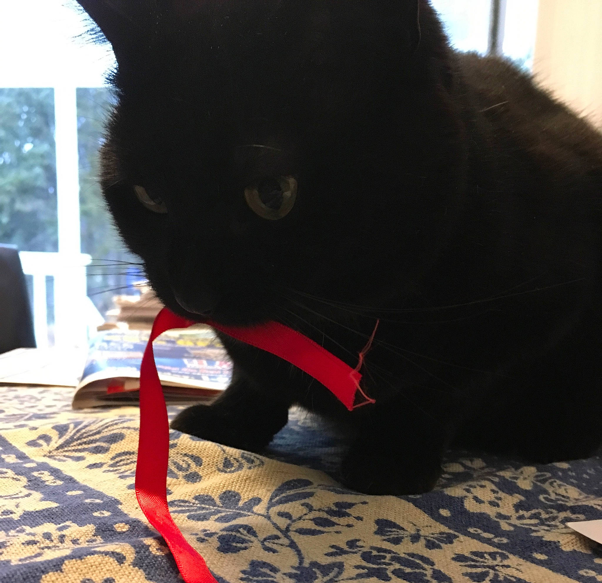 Karma is registered to the contest to win money with this photo: black_cat, bombay, carmine, carnivore, cat, claw, comfort, domestic_short_haired_cat, felidae, flooring, foot, fur, human_leg, paw, small_to_medium_sized_cats, snout, tail, terrestrial_animal, whiskers, window