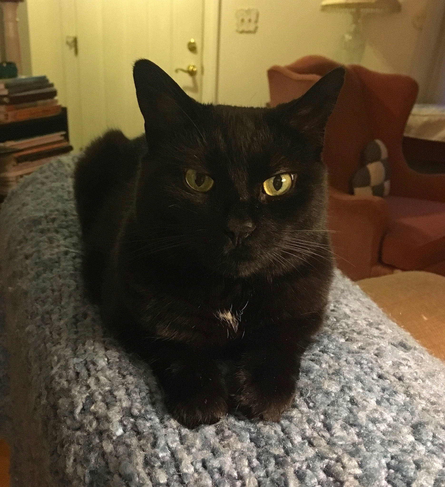 Karma is registered to the contest to win money with this photo: black_cat, carnivore, cat, cat_furniture, cat_supply, comfort, domestic_short_haired_cat, felidae, fur, hardwood, houseplant, room, small_to_medium_sized_cats, snout, tail, terrestrial_animal, whiskers, wood