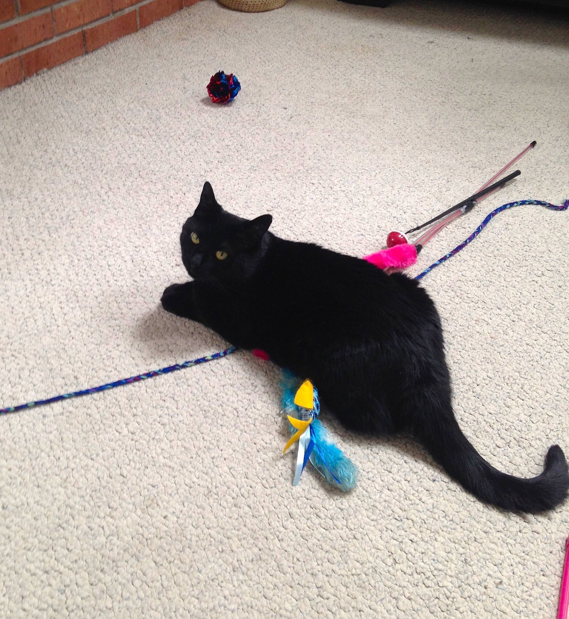 Karma joined the competition — help win amazing prizes! black_cat, bombay, carnivore, cat, cat_toy, domestic_short_haired_cat, electric_blue, felidae, floor, flooring, foot, fur, grey, hardwood, mammal, paw, shadow, small_to_medium_sized_cats, tail, whiskers