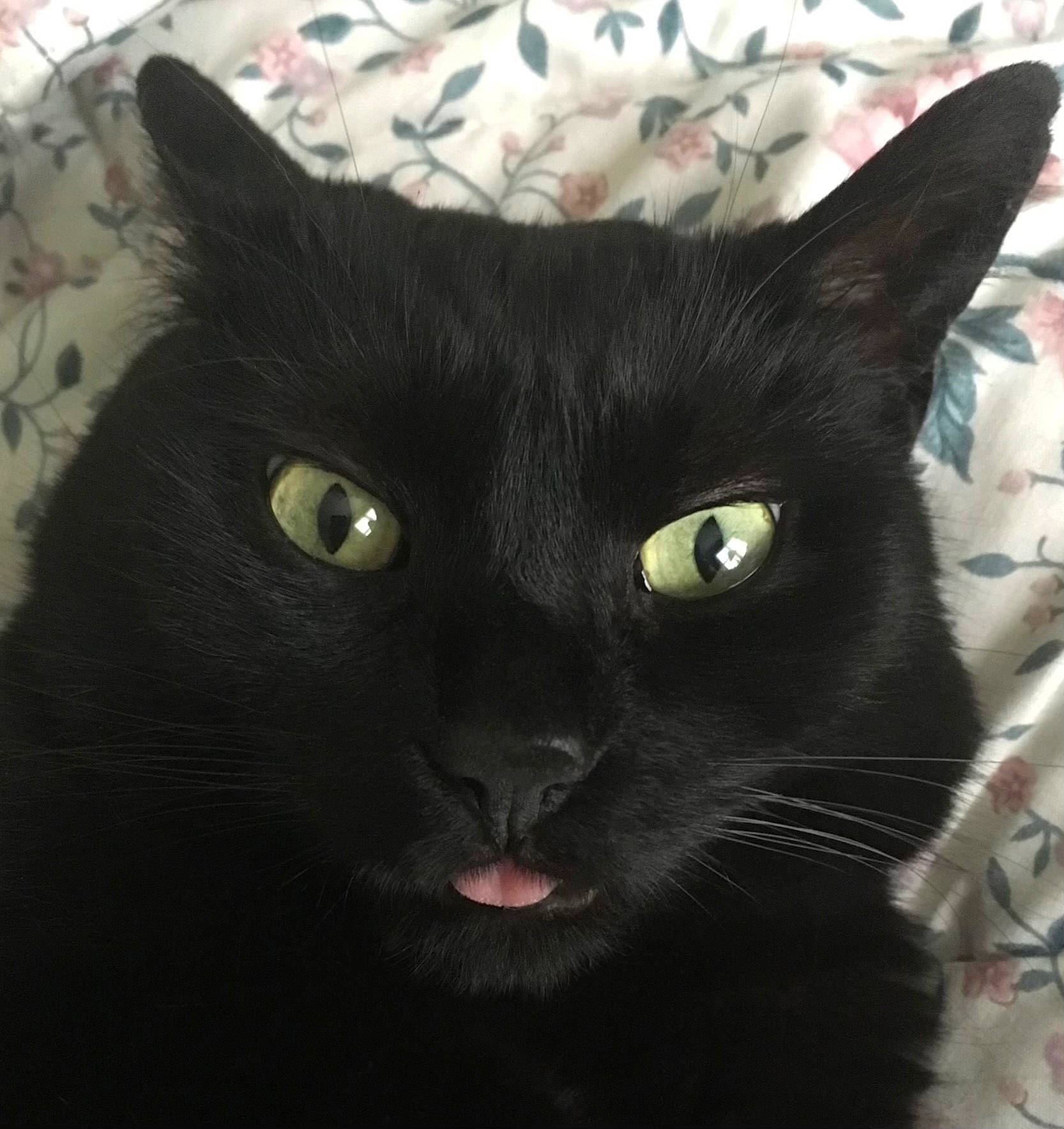 Karma joined the competition — help win amazing prizes! black_cat, bombay, carnivore, cat, domestic_short_haired_cat, felidae, fur, small_to_medium_sized_cats, snout, terrestrial_animal, whiskers