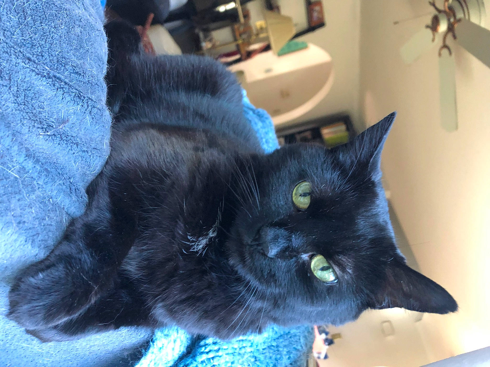 Karma is registered to the contest to win money with this photo: black_cat, bombay, carnivore, cat, claw, comfort, domestic_short_haired_cat, electric_blue, felidae, fur, grey, paw, small_to_medium_sized_cats, snout, tail, terrestrial_animal, whiskers