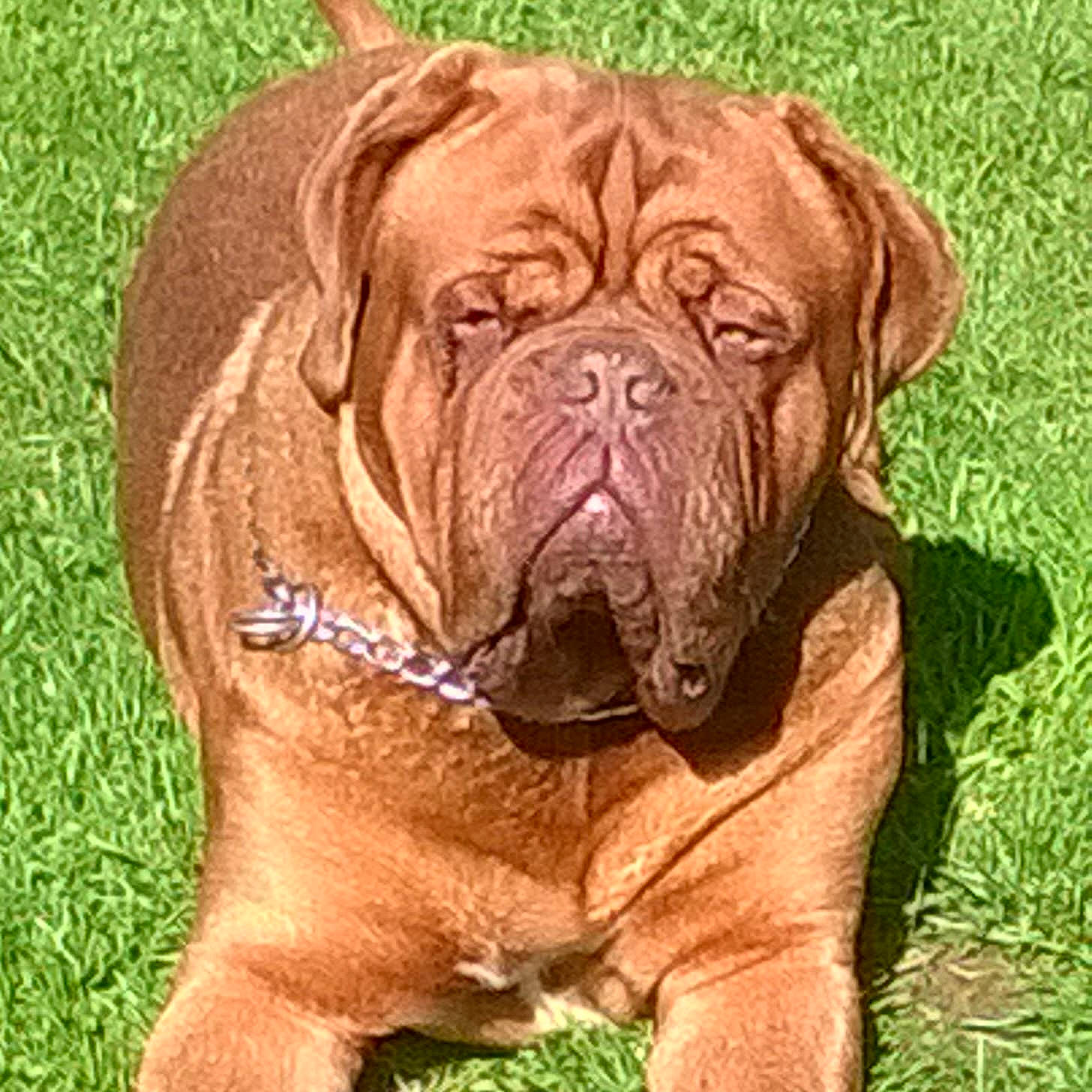 Pulco a rejoint le concours — aidez-le/la à gagner de superbes lots ! ancient_dog_breeds, art, bulldog, canidae, carnivore, companion_dog, dog, dog_breed, fawn, grass, liver, molosser, ori_pei, plant, shar_pei, snout, sporting_group, terrestrial_animal, working_dog, wrinkle