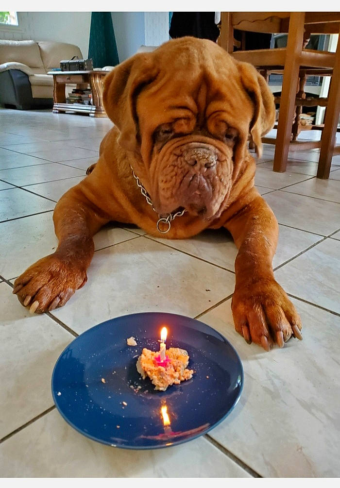Pulco participe au concours pour gagner de l'argent avec cette photo : candle, carnivore, chair, companion_dog, dog, dog_breed, fawn, fire, flame, flooring, gas, hardwood, heat, orange, plate, table, tableware, wax, wood, wrinkle