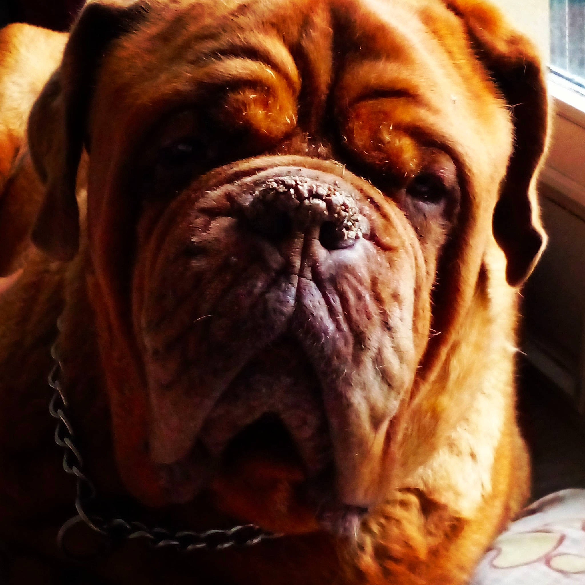 Pulco a rejoint le concours — aidez-le/la à gagner de superbes lots ! bored, bulldog, canidae, carnivore, close_up, comfort, companion_dog, dog, dog_breed, dog_collar, fawn, head, liver, ori_pei, shar_pei, snout, sporting_group, terrestrial_animal, whiskers, wrinkle