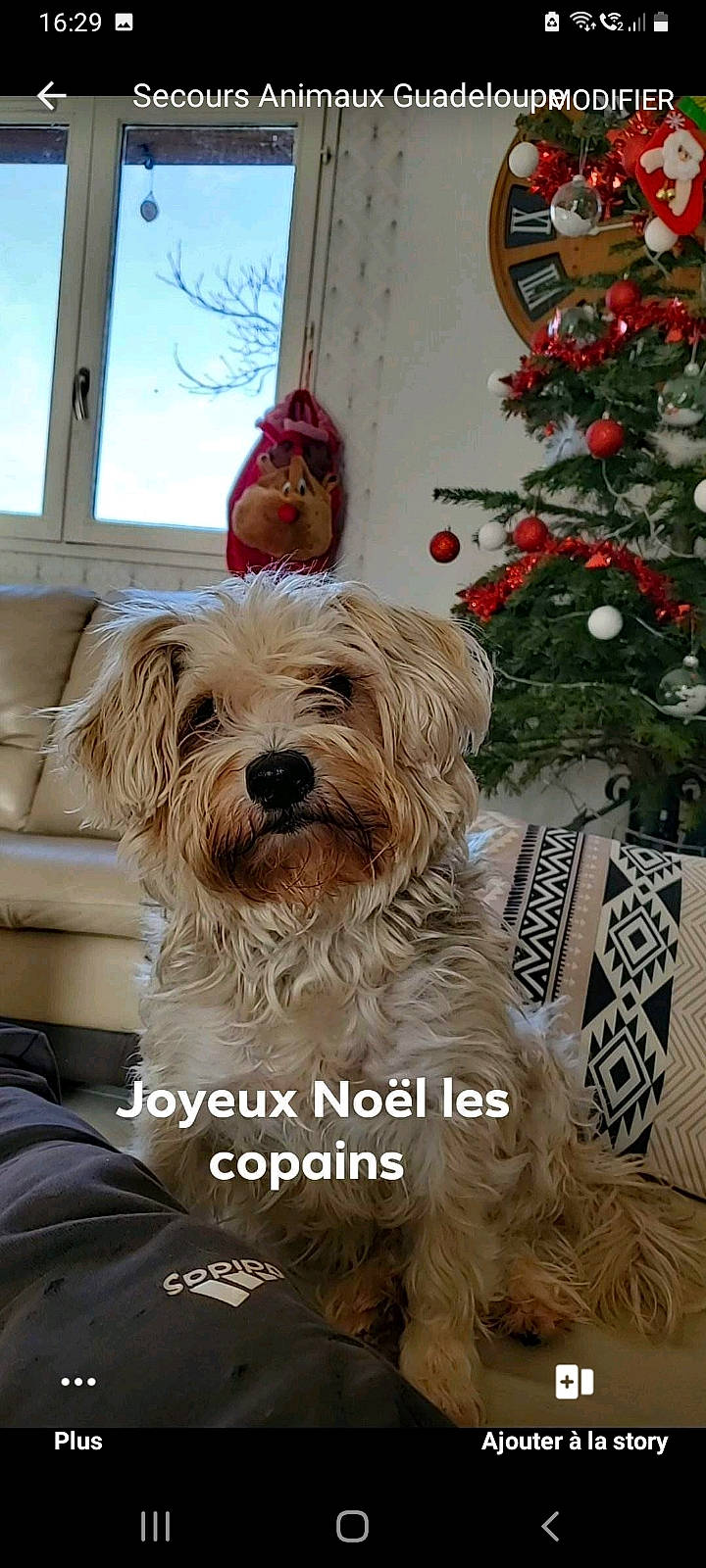 Choupie a rejoint le concours — aidez-le/la à gagner de superbes lots ! carnivore, christmas_ornament, christmas_tree, companion_dog, conifer, dog, dog_breed, dog_supply, event, fur, holiday_ornament, liver, ornament, sky, snout, sporting_group, terrier, toy_dog, working_animal, yorkipoo