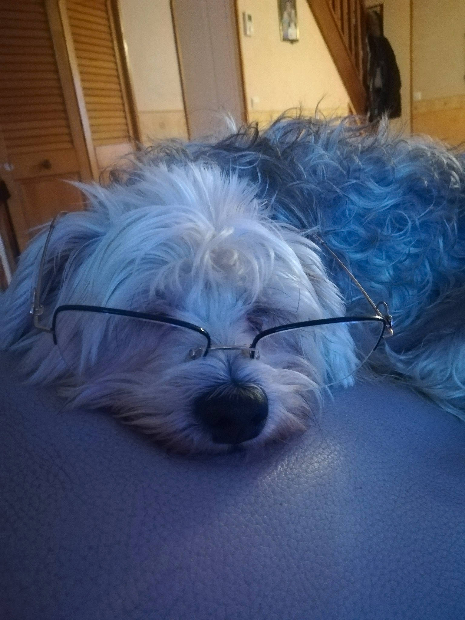 Choupie a rejoint le concours — aidez-le/la à gagner de superbes lots ! canidae, carnivore, chair, comfort, companion_dog, dog, dog_breed, door, electric_blue, eye, eyewear, fur, glasses, maltepoo, picture_frame, small_terrier, sporting_group, terrier, toy_dog, working_animal