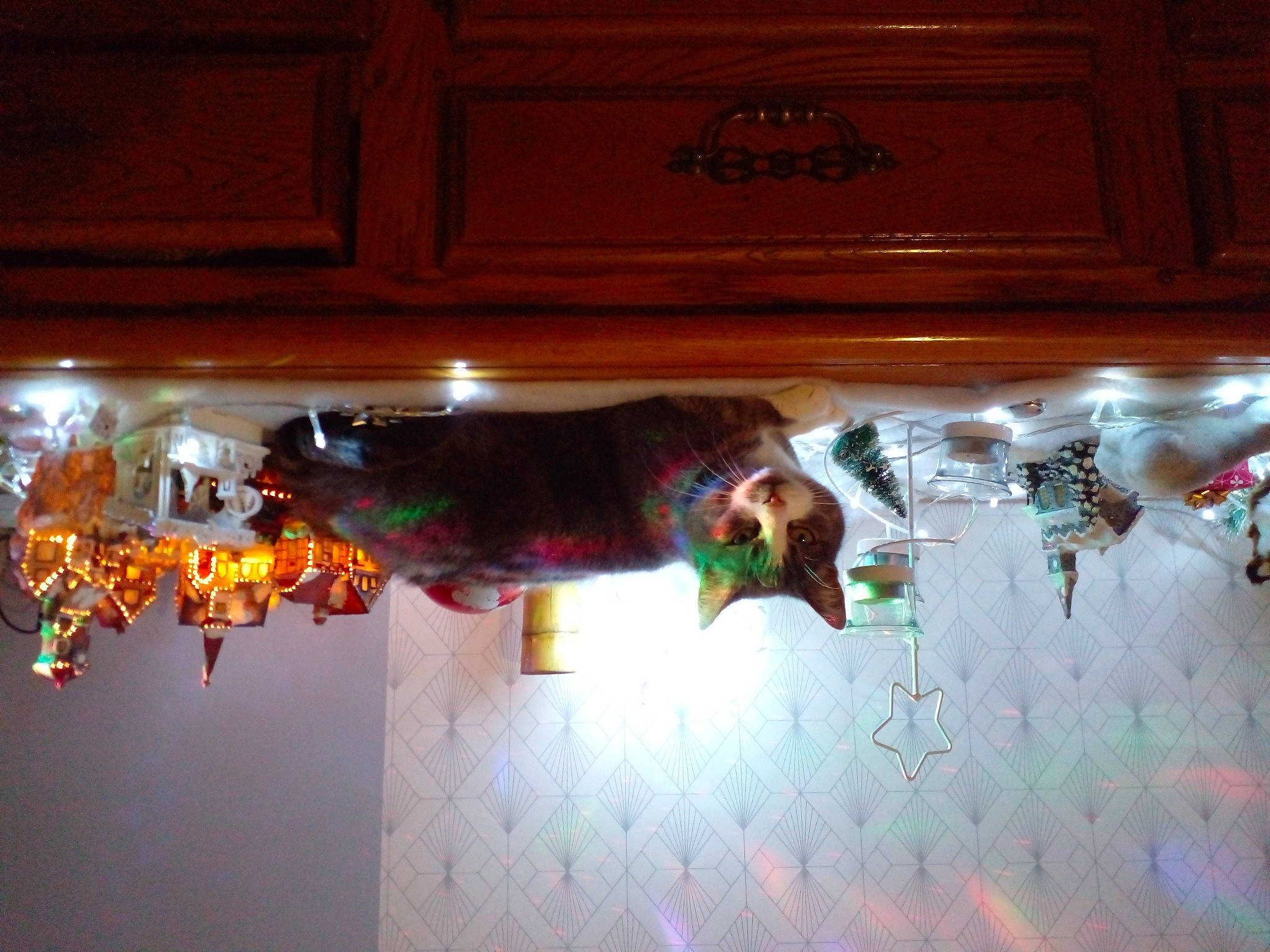 Baghy a rejoint le concours — aidez-le/la à gagner de superbes lots ! art, automotive_lighting, brown, ceiling, christmas_decoration, darkness, event, flooring, font, hardwood, heat, interior_design, rectangle, room, tail, tints_and_shades, visual_arts, window, wood, wood_stain