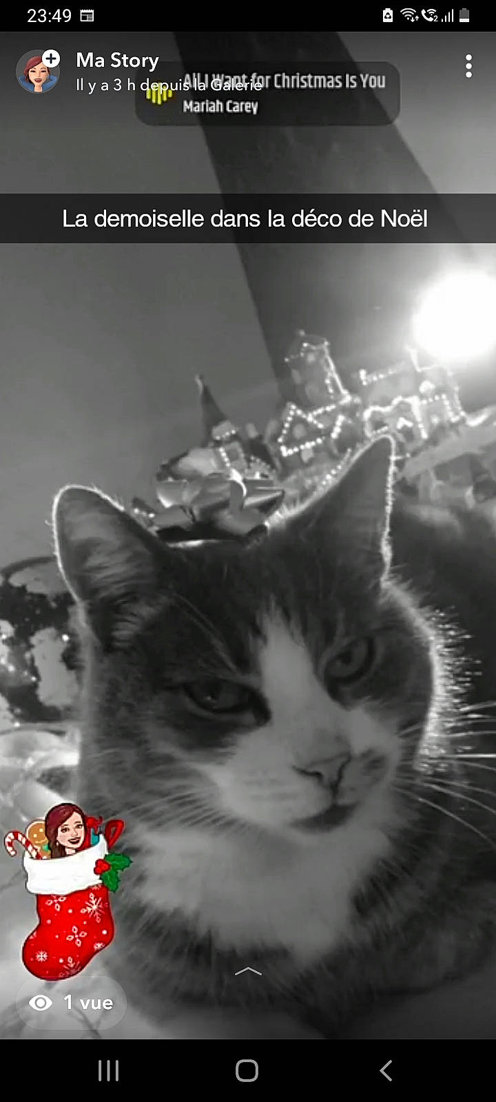 Baghy a rejoint le concours — aidez-le/la à gagner de superbes lots ! carnivore, cat, darkness, domestic_short_haired_cat, felidae, font, fur, holiday, light, monochrome, monochrome_photography, paw, photo_caption, photograph, photography, small_to_medium_sized_cats, snapshot, still_life_photography, whiskers, window