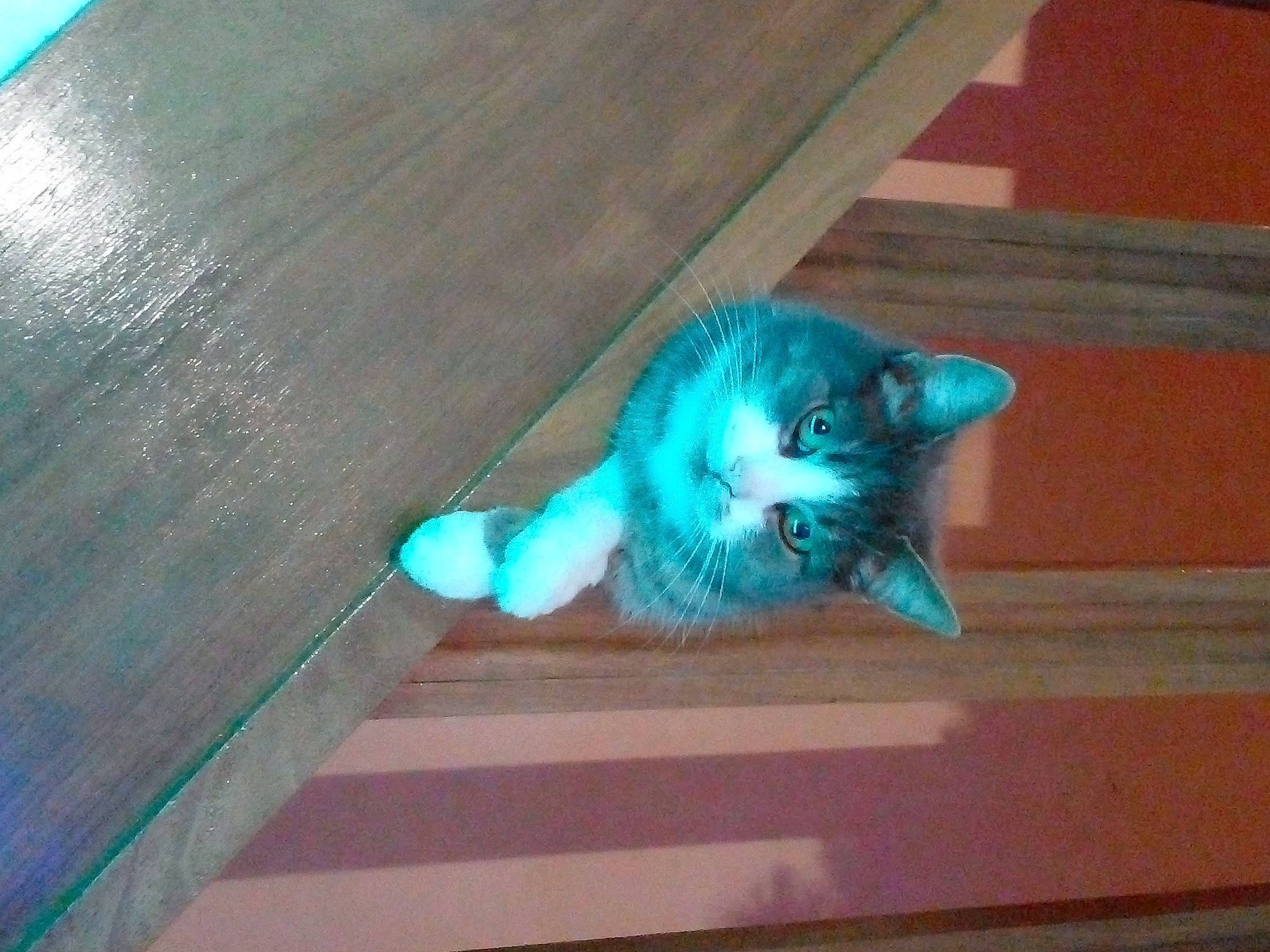 Baghy participe au concours pour gagner de l'argent avec cette photo : carnivore, cat, claw, domestic_short_haired_cat, electric_blue, eye, fawn, felidae, floor, flooring, fur, hardwood, laminate_flooring, paw, small_to_medium_sized_cats, snout, tail, whiskers, wood, wood_stain