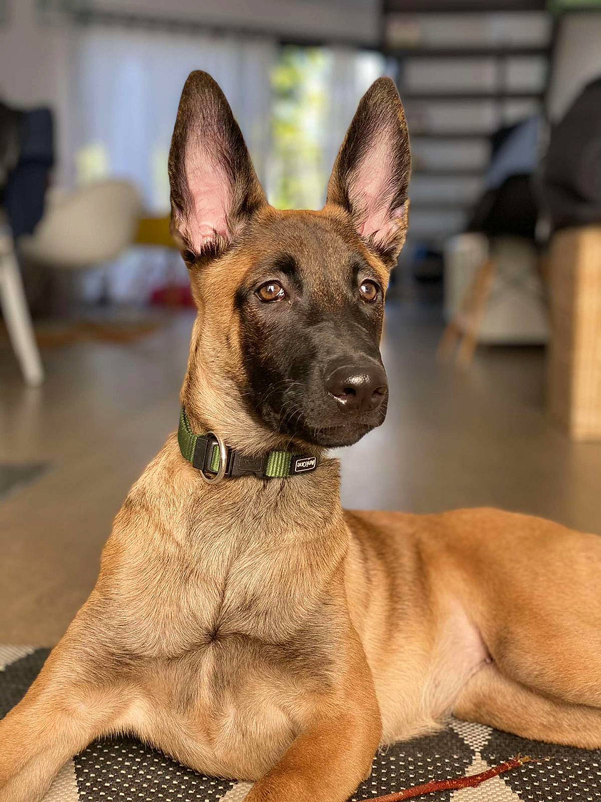 Romy participe au concours pour gagner de l'argent avec cette photo : belgian_shepherd, belgian_shepherd_malinois, canidae, carnivore, dog, dog_breed, fawn, formosan_mountain_dog, mammal, rare_breed_dog, snout, vertebrate