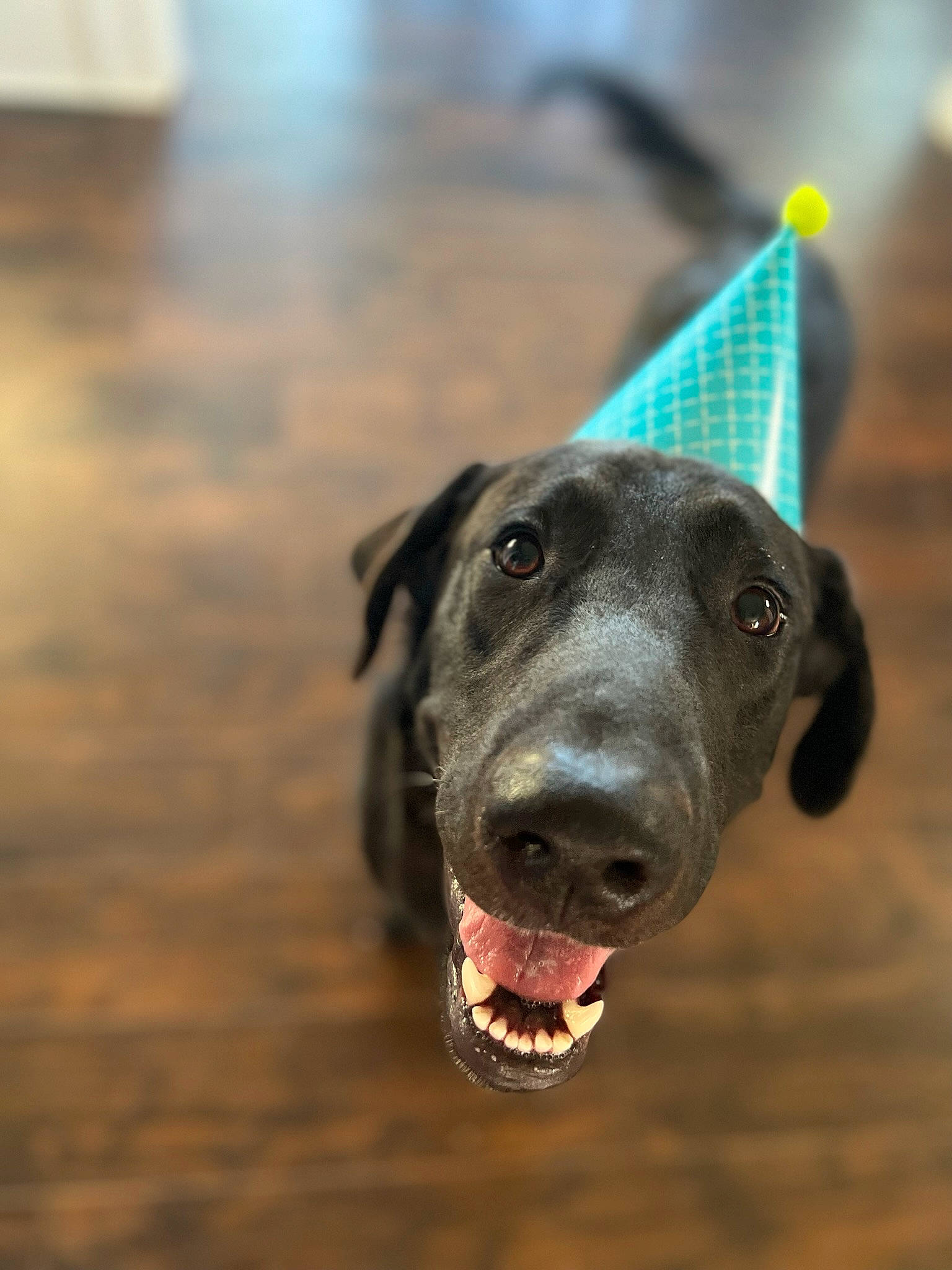 Denver is registered to the contest to win money with this photo: canidae, carnivore, collar, companion_dog, dog, dog_breed, dog_collar, electric_blue, eye, fawn, flooring, guard_dog, hardwood, pet_supply, snout, sporting_group, whiskers, wood, working_animal, working_dog