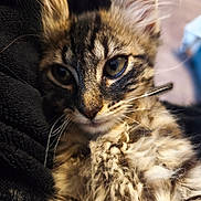 Ava a rejoint le concours — aidez-le/la à gagner de superbes lots ! kitten, cat, tabby, close_up, fur, whiskers, eyes, pet, animal, cute, cozy, soft, black_fabric, portrait, young, indoor, feline, mammal, companion, curious