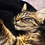 Ava participe au concours pour gagner de l'argent avec cette photo : kitten, cat, sleeping, close_up, fur, whiskers, tabby, pet, cozy, relaxed, animal, mammal, indoor, soft, cute, young, resting, feline, portrait, domestic_animal