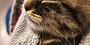 Ava a rejoint le concours — aidez-le/la à gagner de superbes lots ! cat, tabby, sleeping, close_up, whiskers, fur, cozy, blanket, knitted, resting, pet, animal, cute, feline, domestic_cat, soft, warm, comfort, indoor, relaxed