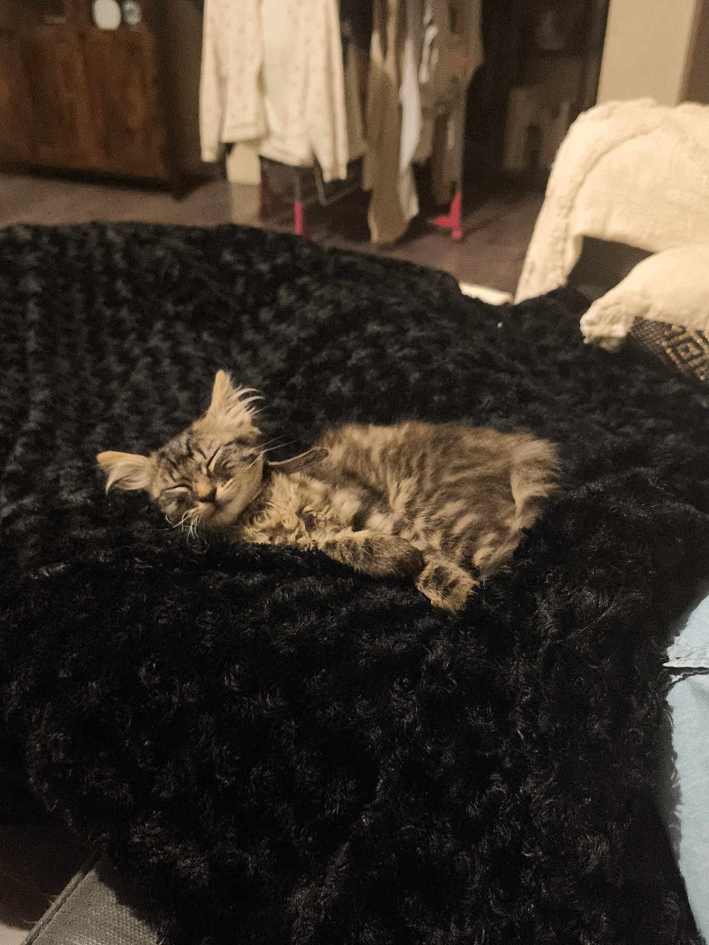 Ava participe au concours pour gagner de l'argent avec cette photo : kitten, cat, sleeping, blanket, indoor, furniture, cozy, fur, pet, resting, cute, domestic_animal, mammal, soft, comfort, relaxation, household, young, tabby, nap