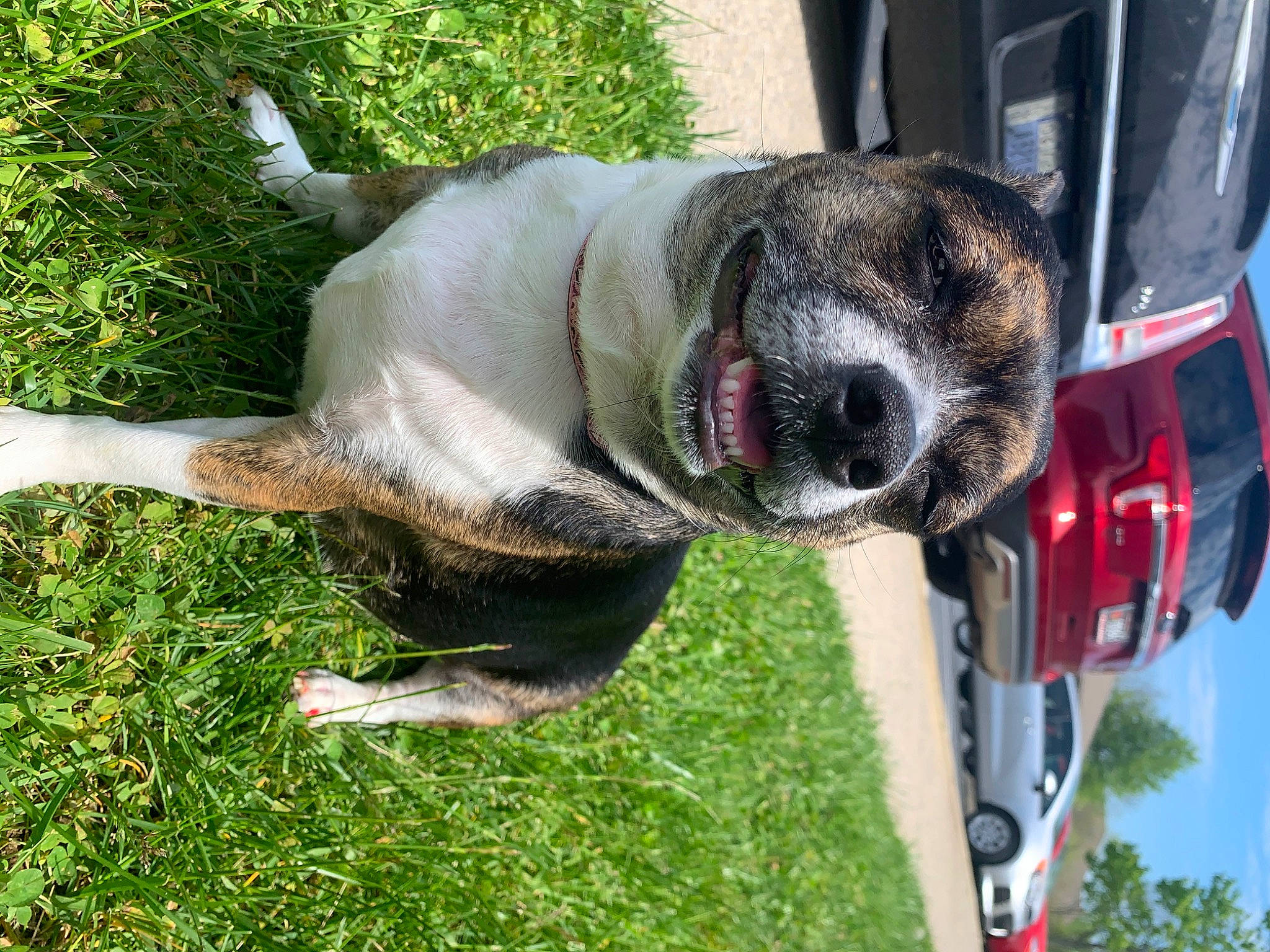 Princess joined the competition — help win amazing prizes! american_bulldog, american_pit_bull_terrier, american_staffordshire_terrier, canidae, carnivore, collar, companion_dog, dog, dog_breed, fawn, grass, mammal, non_sporting_group, pit_bull, snout, sporting_group