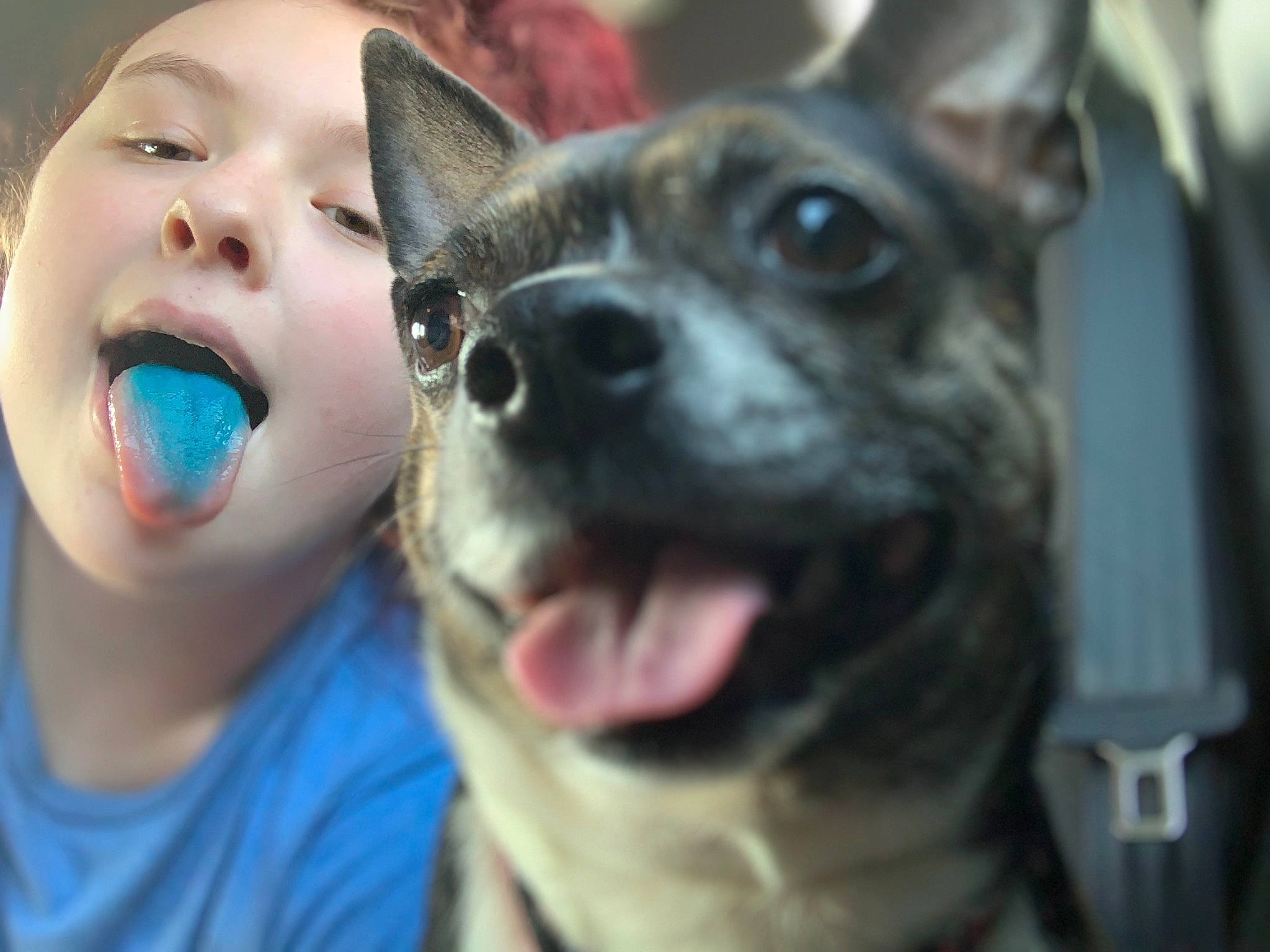 Princess is registered to the contest to win money with this photo: canidae, carnivore, companion_dog, dog, dog_breed, ear, eye, facial_expression, feist, head, jaw, mammal, mouth, non_sporting_group, nose, organ, rare_breed_dog, snout, vertebrate, whiskers