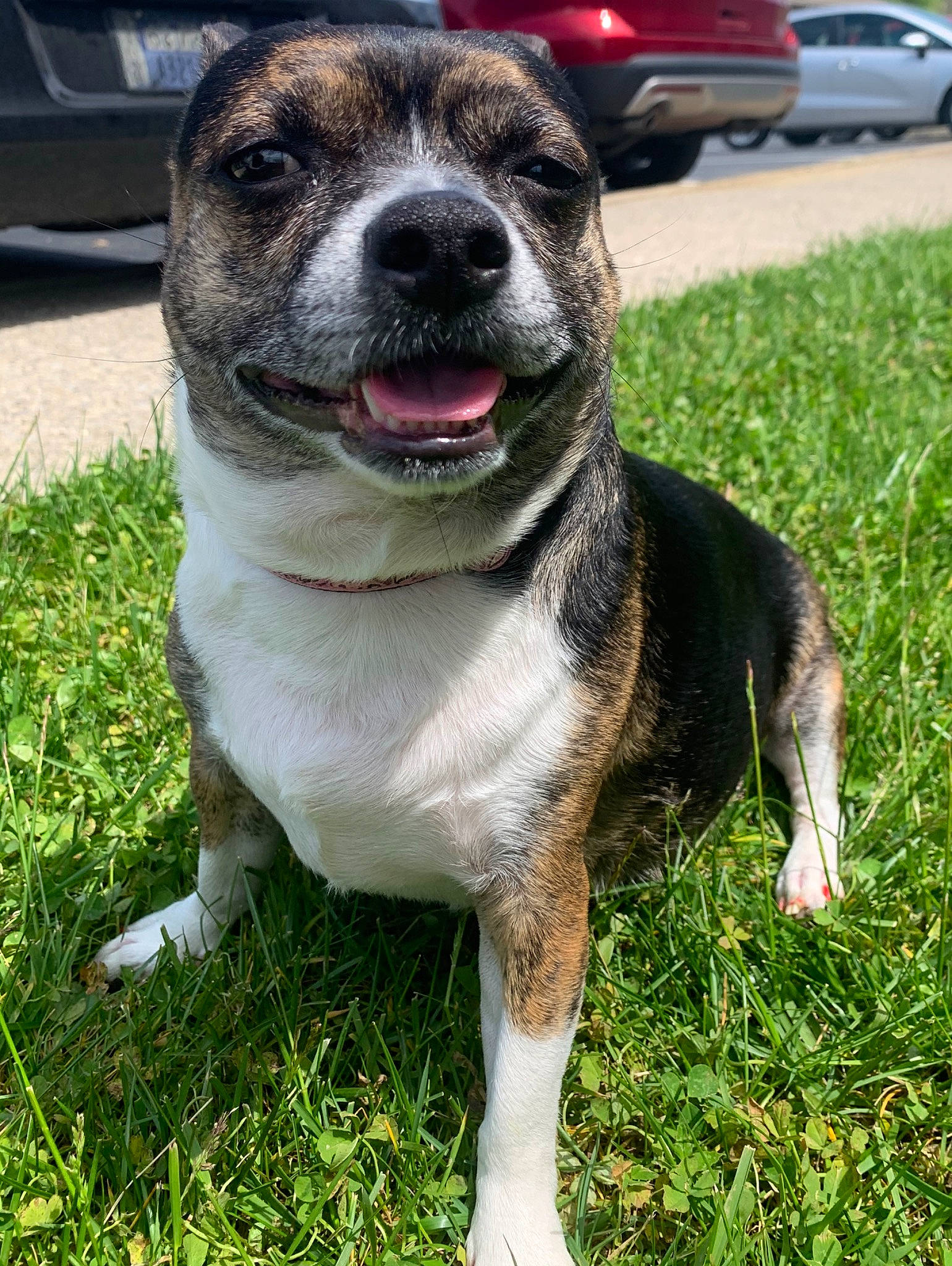 Princess joined the competition — help win amazing prizes! american_bulldog, american_pit_bull_terrier, american_staffordshire_terrier, canidae, carnivore, companion_dog, dog, dog_breed, fawn, grass, mammal, non_sporting_group, pit_bull, rare_breed_dog, snout, sporting_group, staffordshire_bull_terrier, terrier, vertebrate