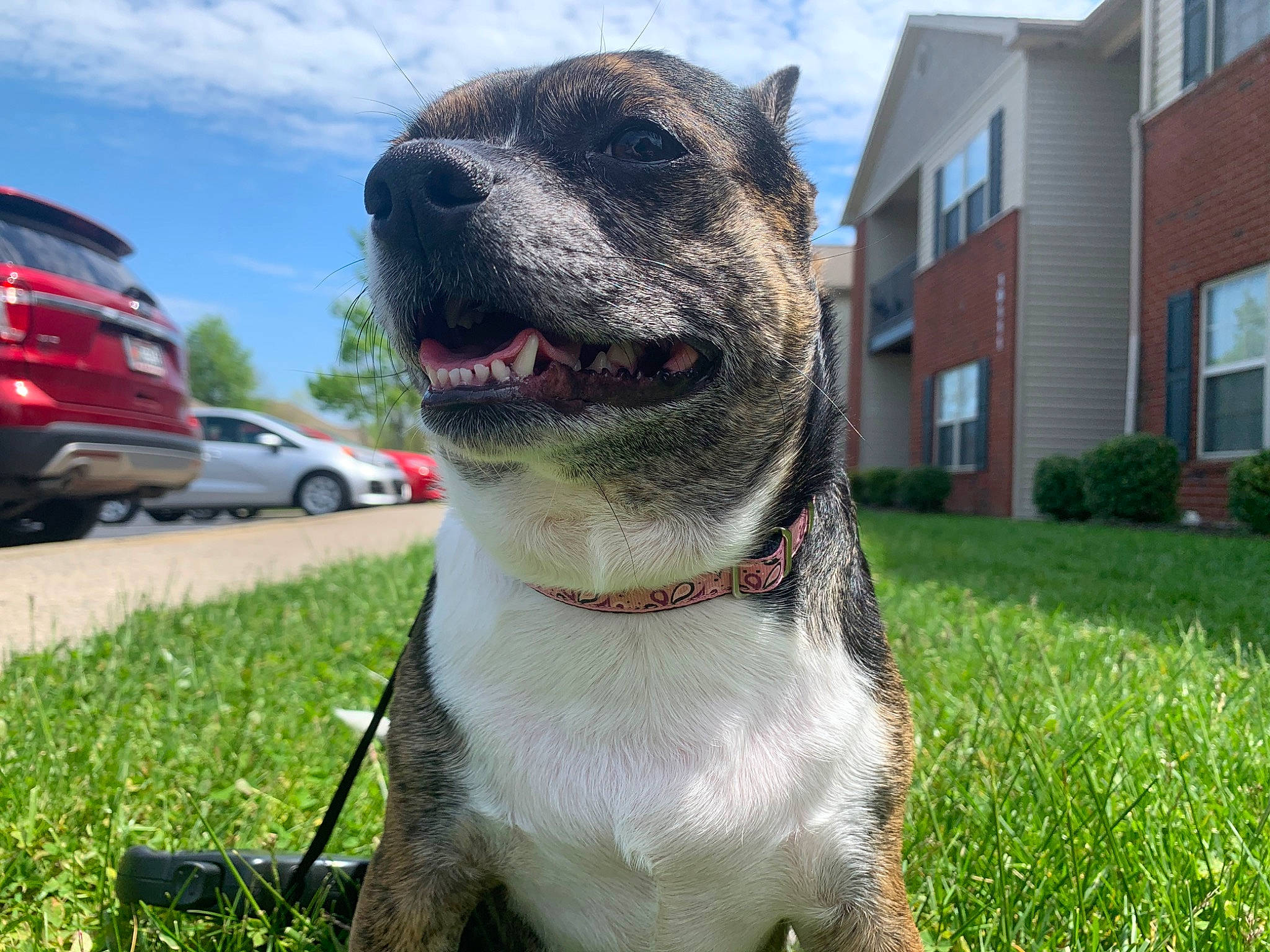 Princess joined the competition — help win amazing prizes! american_pit_bull_terrier, american_staffordshire_terrier, canidae, carnivore, cimarron_uruguayo, collar, companion_dog, dog, dog_breed, dog_collar, fawn, grass, mammal, non_sporting_group, pit_bull, rare_breed_dog, snout, sporting_group, vertebrate