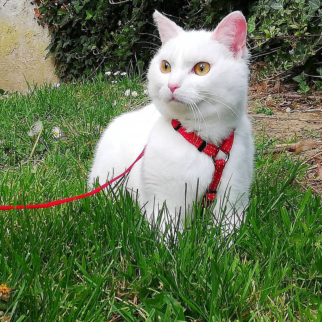 Orme a rejoint le concours — aidez-le/la à gagner de superbes lots ! carnivore, cat, domestic_short_haired_cat, eye, felidae, fur, grass, khao_manee, plant, ragdoll, small_to_medium_sized_cats, tail, turkish_angora, turkish_van, whiskers
