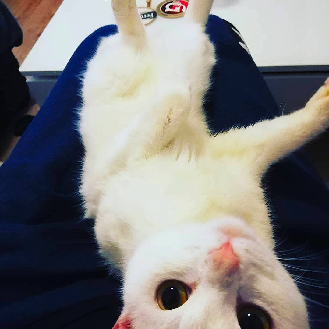 Orme participe au concours pour gagner de l'argent avec cette photo : carnivore, cat, ear, eye, felidae, fur, hand, head, japanese_bobtail, nose, photo_caption, photography, selfie, skin, small_to_medium_sized_cats, tail, textile, whiskers
