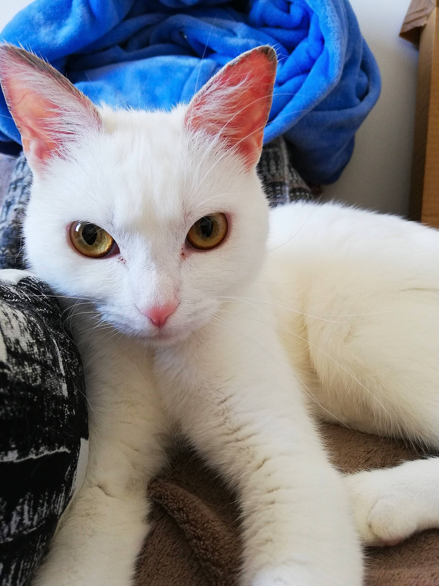 Orme participe au concours pour gagner de l'argent avec cette photo : aegean_cat, american_wirehair, arabian_mau, asian, burmilla, carnivore, cat, colorpoint_shorthair, domestic_short_haired_cat, eye, felidae, german_rex, javanese, khao_manee, mammal, small_to_medium_sized_cats, turkish_angora, turkish_van, vertebrate, whiskers