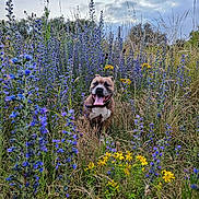 Lucky participe au concours pour gagner de l'argent avec cette photo : dog, animal, outdoor, nature, wildflowers, purple_flowers, yellow_flowers, grass, sky, clouds, pet, happy, tongue_out, summer, meadow, canine, field, plant, flora, landscape