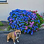 Lucky a rejoint le concours — aidez-le/la à gagner de superbes lots ! dog, brown_dog, purple_collar, hydrangea, flowers, blue_flowers, purple_flowers, pink_flowers, bush, pavement, sidewalk, outdoor, garden, plant, green_leaves, wall, window, air_conditioner_unit, pet, canine