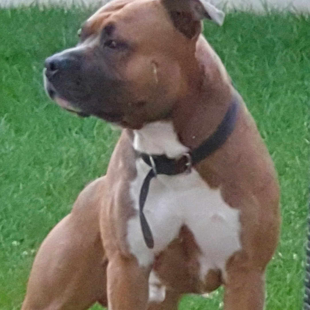 Lucky a rejoint le concours — aidez-le/la à gagner de superbes lots ! alert, animal, brown, canine, collar, dog, domestic, flower, garden, grass, green, mammal, muscular, nature, outdoor, pet, portrait, side_view, standing, white