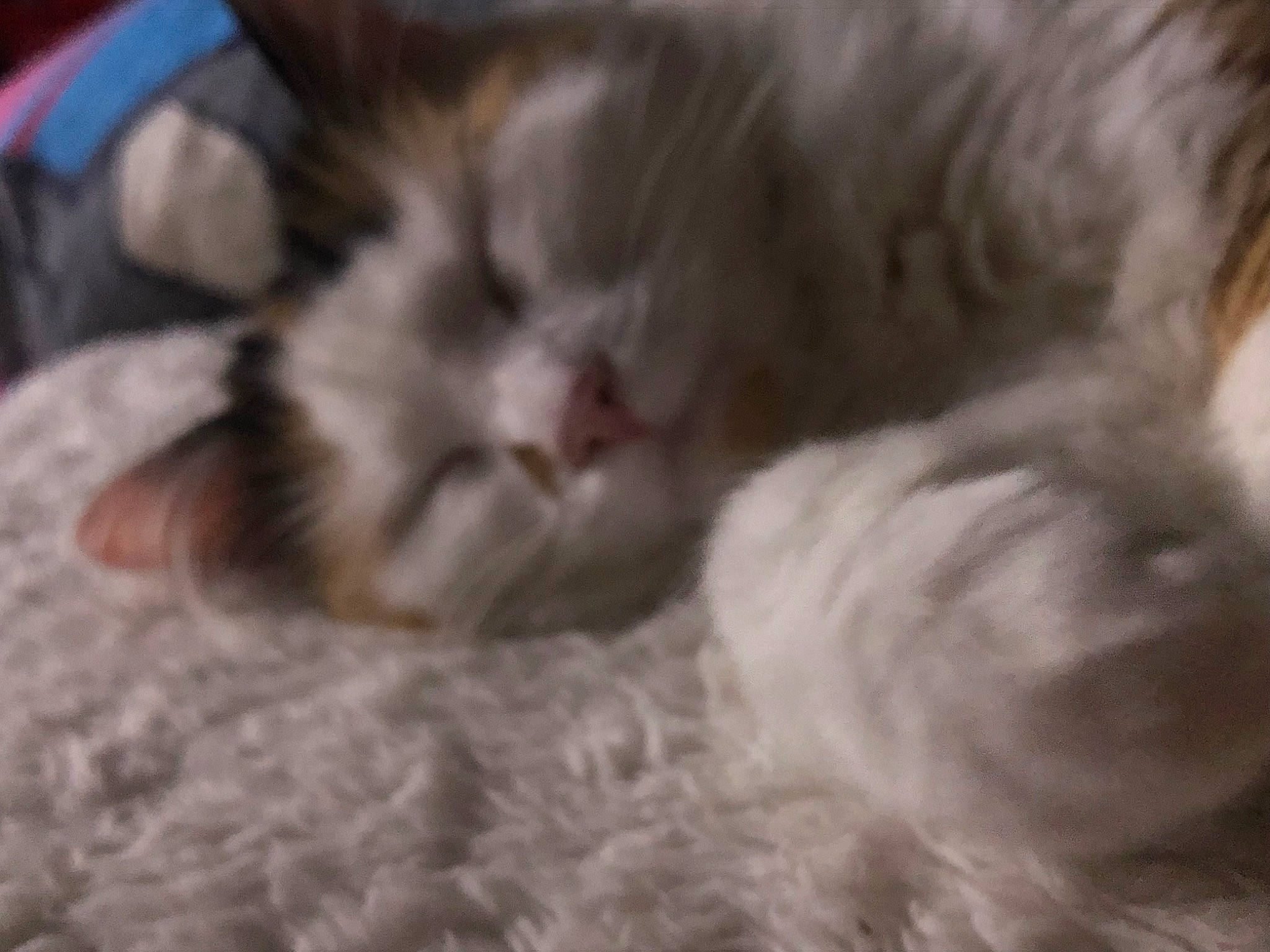 Princess participe au concours pour gagner de l'argent avec cette photo : carnivore, cat, claw, comfort, domestic_short_haired_cat, felidae, fur, mammal, nap, paw, sleep, small_to_medium_sized_cats, terrestrial_animal, vertebrate, whiskers