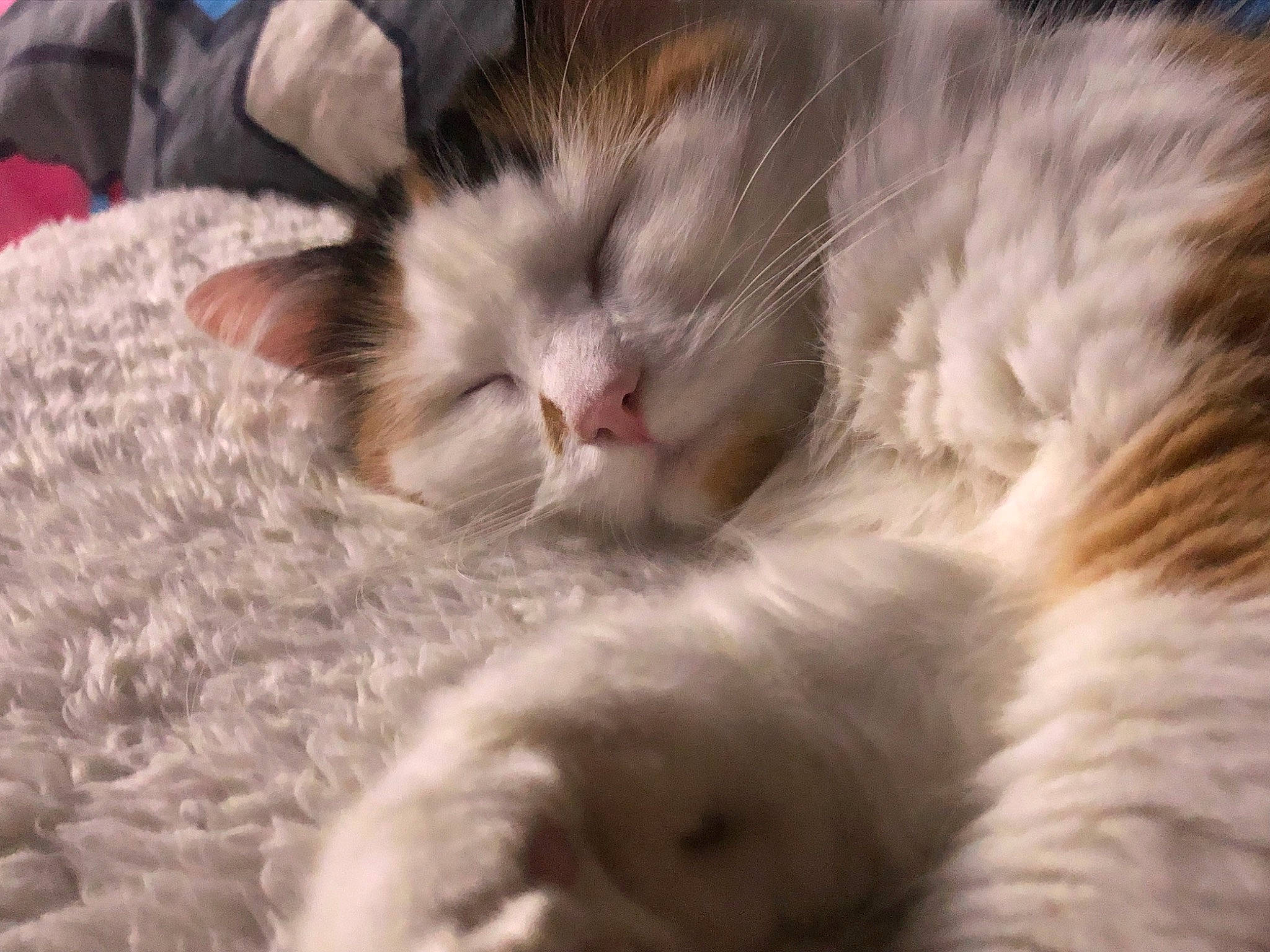 Princess a rejoint le concours — aidez-le/la à gagner de superbes lots ! carnivore, cat, claw, close_up, comfort, domestic_short_haired_cat, eye, fawn, felidae, fur, nap, paw, plant, sleep, small_to_medium_sized_cats, snout, tail, tree, whiskers