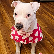 Demi is registered to the contest to win money with this photo: dog, white_dog, indoor, wooden_floor, pink_cape, heart_pattern, bow, pet, cute, balloons, heart_balloons, flooring, furniture, stool, sofa, animal, companion, sitting, portrait, love