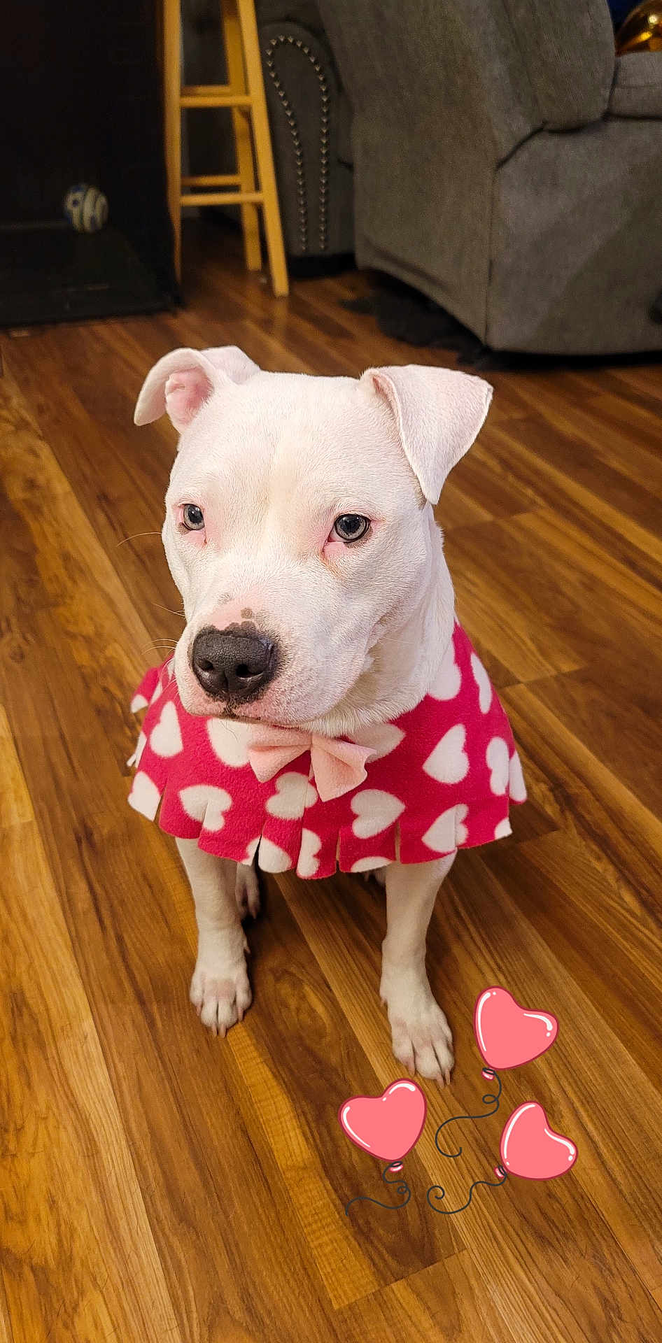 Demi is registered to the contest to win money with this photo: dog, white_dog, indoor, wooden_floor, pink_cape, heart_pattern, bow, pet, cute, balloons, heart_balloons, flooring, furniture, stool, sofa, animal, companion, sitting, portrait, love