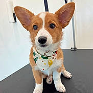 Oli is registered to the contest to win money with this photo: adorable, animal, bandana, black_surface, brown, corgi, curious, cute, dog, ears, fur, indoor, looking, pet, pet_accessory, portrait, puppy, sitting, white, young