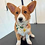 adorable, animal, bandana, black_surface, brown, corgi, curious, cute, dog, ears, fur, indoor, looking, pet, pet_accessory, portrait, puppy, sitting, white, young