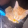 Luma joined the competition — help win amazing prizes! animal, bell, cat, close_up, collar, cozy, curled_up, cute, dark_background, ears, flash_photography, fluffy, fur, indoor, kitten, orange_cat, pet, sleeping, sleepy, whiskers