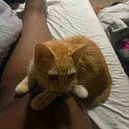 Luma joined the competition — help win amazing prizes! animal, bed, bedding, bedroom, cat, cozy, domestic_animal, ears, feline, ginger_cat, indoors, lap, orange_fur, person, pet, portrait, sitting, whiskers, white_fur, white_paws