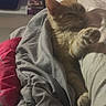 Luma joined the competition — help win amazing prizes! bed, bedroom, blanket, cat, cozy, ears, fur, gray_blanket, indoors, lounging, orange_cat, paw, pet, pillows, portrait, red_blanket, relaxed, sleeping, television, whiskers