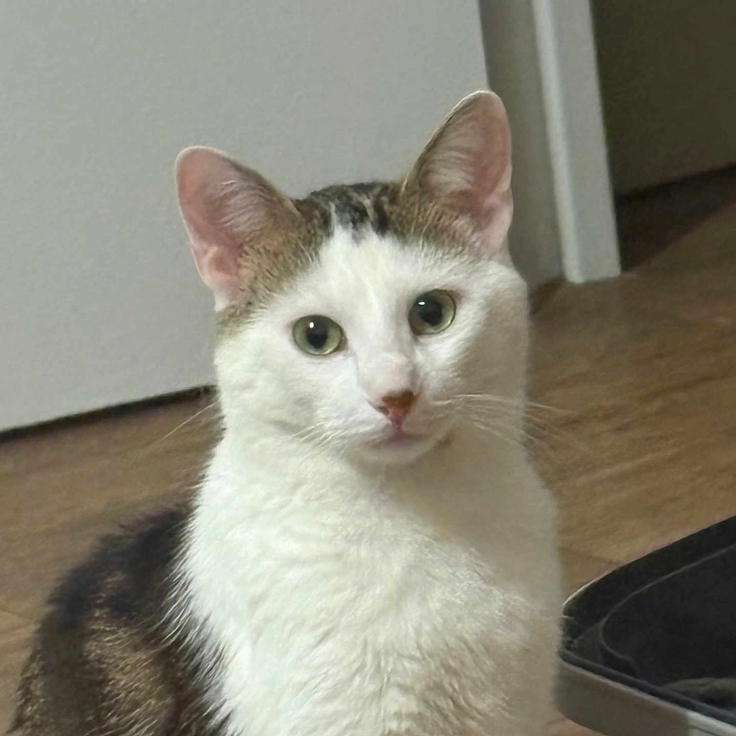 Leo