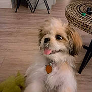 Gizmo is registered to the contest to win money with this photo: dog, puppy, fluffy, playful, tongue_out, toy, green_toy, wood_floor, kitchen, table, chair, indoor, pet, collar, happy, small_dog, fur, cute, home, animal