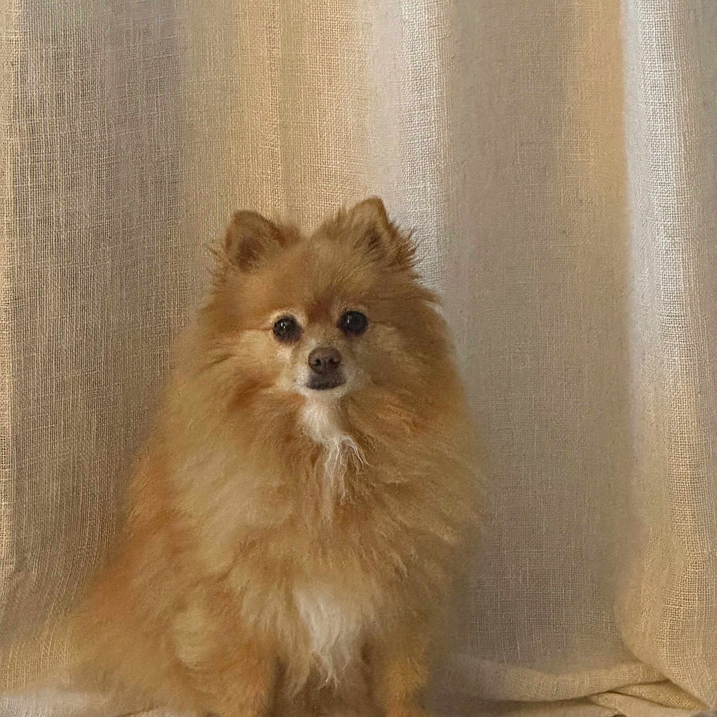 Parisse a rejoint le concours — aidez-le/la à gagner de superbes lots ! dog, pomeranian, small_dog, fluffy, long_hair, orange_coat, sitting, front_facing, pet, canine, animal, portrait, indoors, curtains, fabric, tile_floor, home, centered, cute, companion