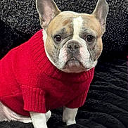 Beanz Alexander is registered to the contest to win money with this photo: french_bulldog, dog, pet, sweater, red_sweater, canine, portrait, indoor, black_blanket, cute, small_dog, animal, mammal, ears, sitting, looking_at_camera, fur, companion, domestic_animal, adorable