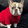 french_bulldog, dog, pet, sweater, red_sweater, canine, portrait, indoor, black_blanket, cute, small_dog, animal, mammal, ears, sitting, looking_at_camera, fur, companion, domestic_animal, adorable