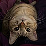 animal, cat, close_up, cozy, cute, domestic_cat, ears, eyes, feline, fur, indoor, lying_down, nose, pet, portrait, purple_blanket, relaxed, striped, tabby, whiskers