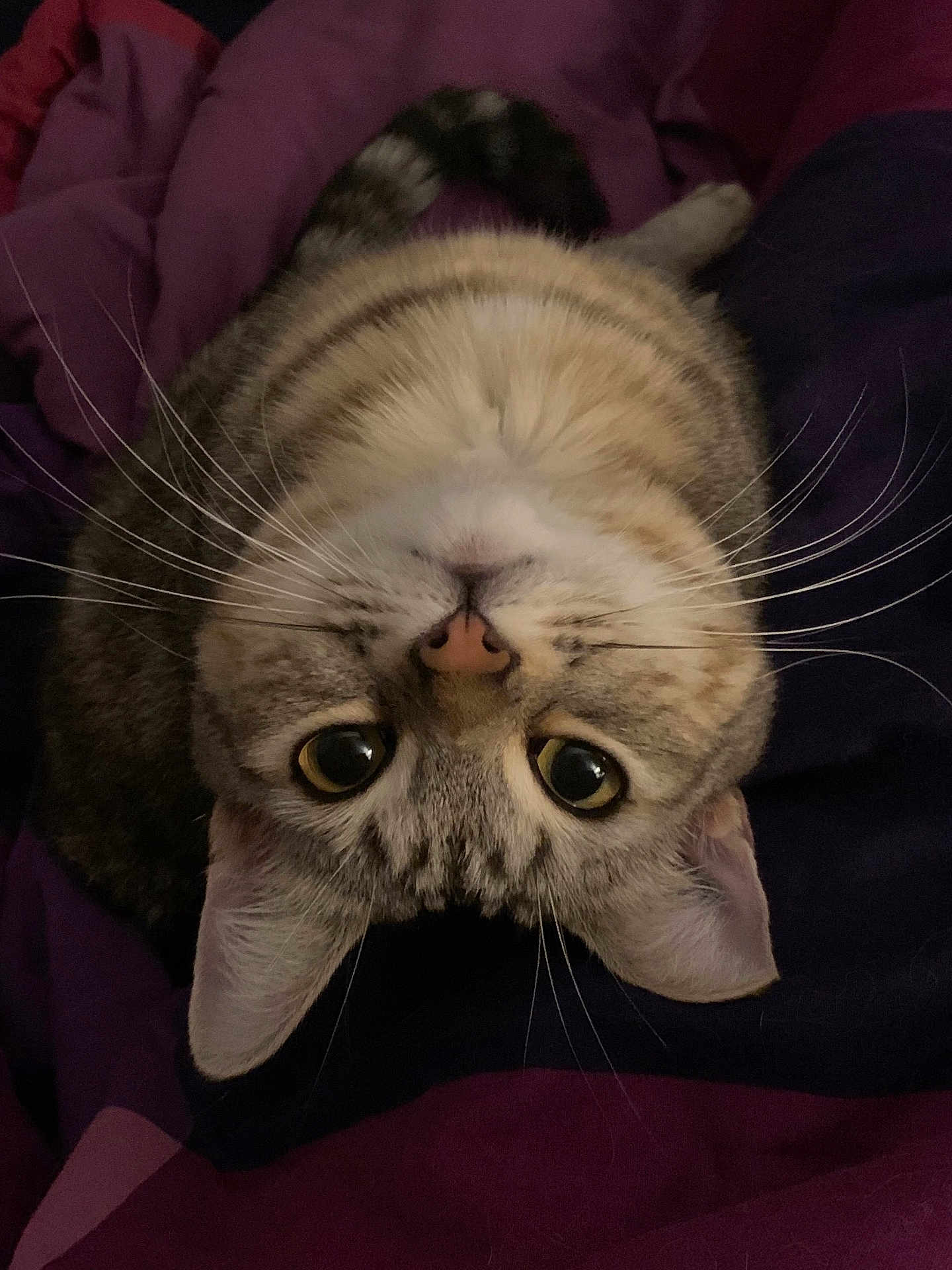 Arwen