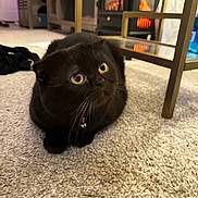 Coco joined the competition — help win amazing prizes! black_cat, cat, indoor, carpet, furniture, table, fireplace, curious, pet, collar, bell, cozy, floor, domestic_animal, whiskers, wide_eyes, looking_up, household, warm_lighting, relaxed