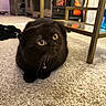 black_cat, cat, indoor, carpet, furniture, table, fireplace, curious, pet, collar, bell, cozy, floor, domestic_animal, whiskers, wide_eyes, looking_up, household, warm_lighting, relaxed