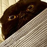 Coco joined the competition — help win amazing prizes! cat, black_cat, close_up, yellow_eyes, wood_surface, peeking, curious, pet, animal, whiskers, indoor, feline, portrait, face, nose, ears, fur, looking, cute, domestic_animal